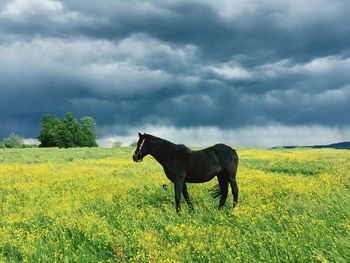 Horse standing in a field