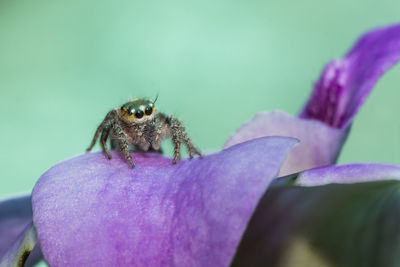 Close-up of insect on purple flower