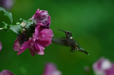 Close-up of bumblebee pollinating on flower