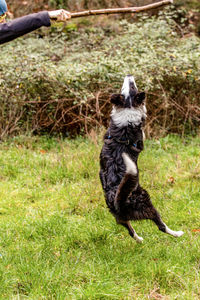 Jumping border collie dog to play