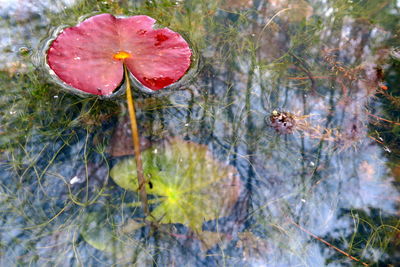 High angle view of water on flowering plant