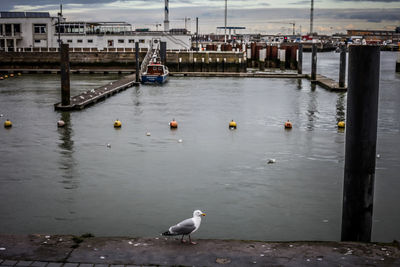 Birds in calm water