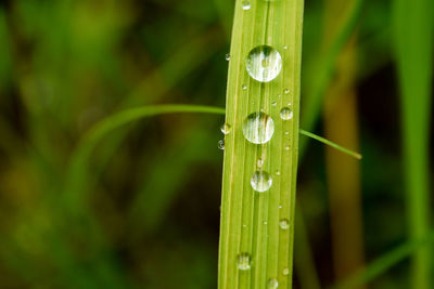 Close-up of water drops on blade of grass