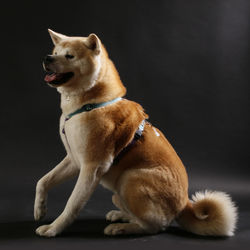 Dog looking away while sitting against black background