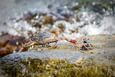 Crab family