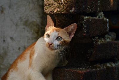 Close-up of a cat looking away