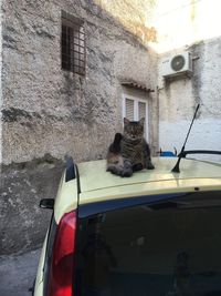 View of a cat looking through window