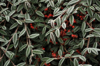 Full frame shot of christmas tree in snow