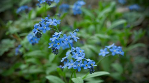 Close-up of blue flowering plant