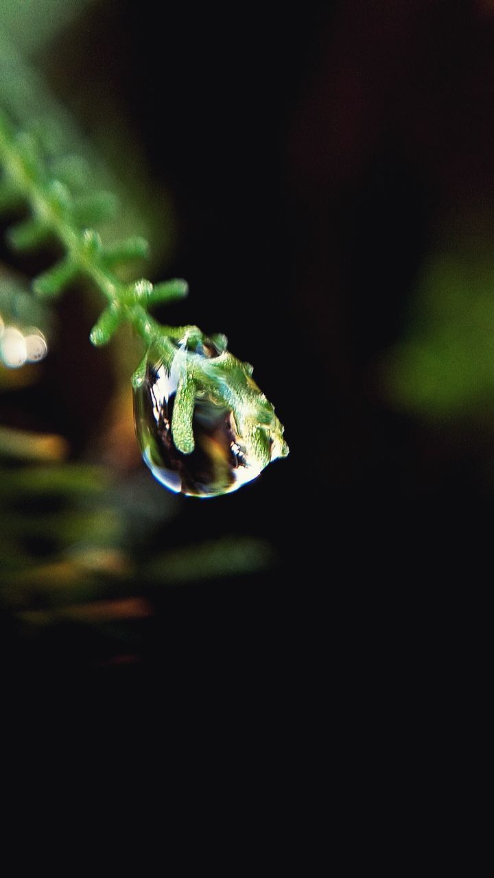 close-up, selective focus, no people, animals in the wild, one animal, animal themes, nature, focus on foreground, water, copy space, animal, drop, green color, animal wildlife, plant, outdoors, black background, fragility, wet, purity