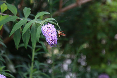 Close-up of insect on purple flower