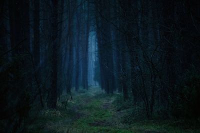 View of dirt road along trees in forest