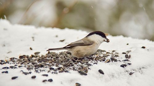 Close-up of a bird on snow covered landscape