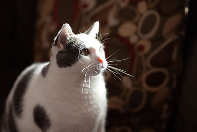 Close-up of a cat looking away