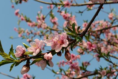 Close-up of cherry blossoms in spring