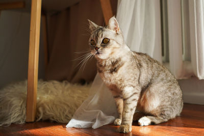 Portrait of a beautiful cat. cute cat portrait. happy pet.