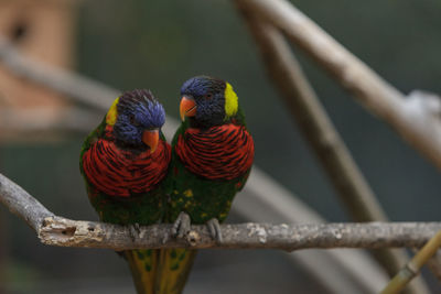 Close-up of parrots against blurred background