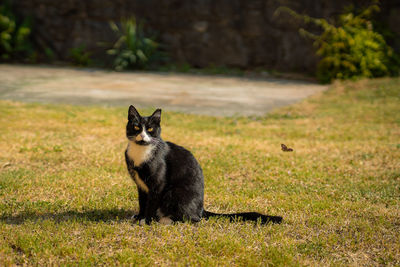 Cat sitting on field