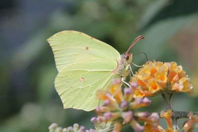 Close-up of insect on leaf