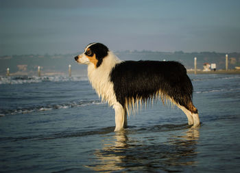 Close-up of bernese mountain dog standing in water