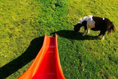 High angle view of pony grazing by slide on grassy field