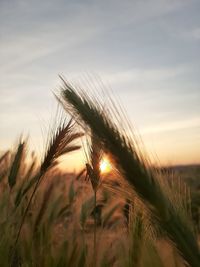 Close-up of stalks in field against sunset sky