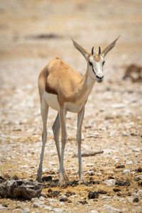 Young springbok stands on rocky salt pan