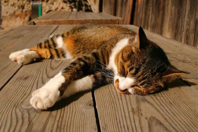 Close-up of cat sleeping on wood