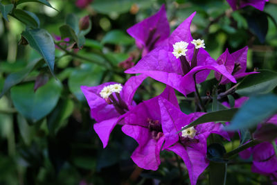 Close-up of purple flowers