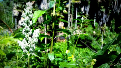 Close-up of plant