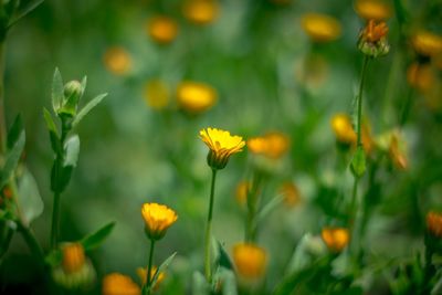 Close-up of yellow flowers blooming in field