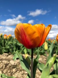 Close-up of yellow tulip flower on field