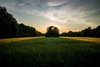 Scenic view of field against sky during sunset