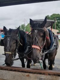 Horse cart