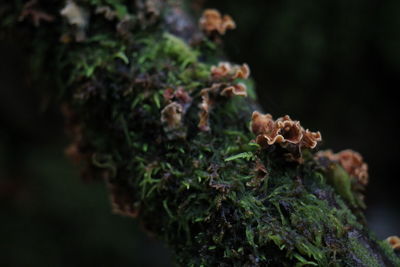 Close-up of wilted plant with moss