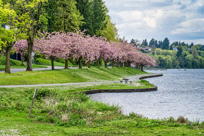A view of lake washington boulevard in seattle, washington. cherry trees are in bloom.