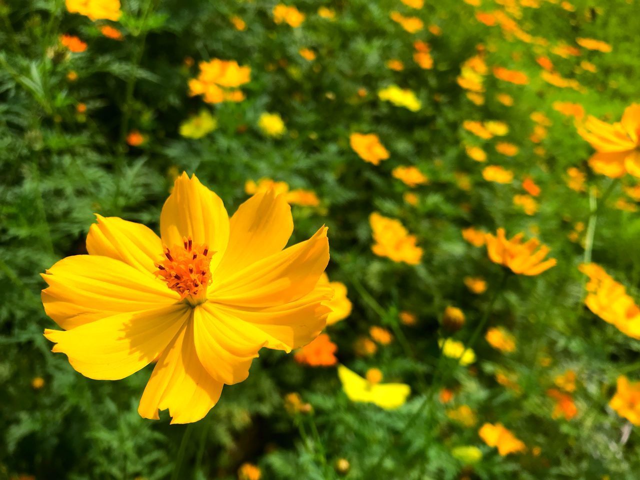 CLOSE-UP OF YELLOW FLOWER