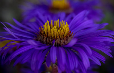 Close-up of purple flowering plant