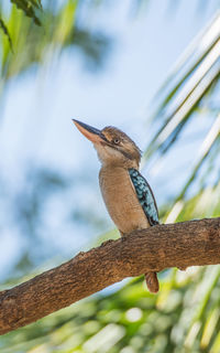 Close-up of bird perching on branch