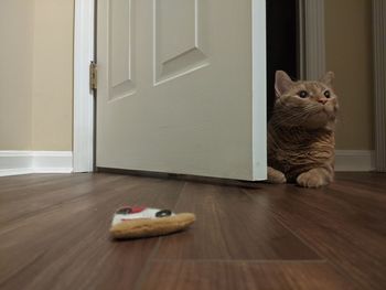 Cat lying on floor at home