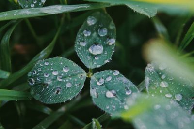 Close-up of raindrops on leaves