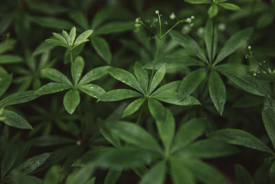 High angle view of leaves on plant in field