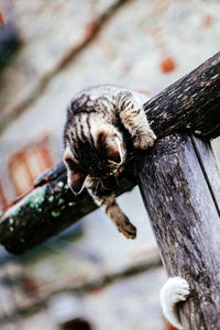 Close-up of bee on tree trunk