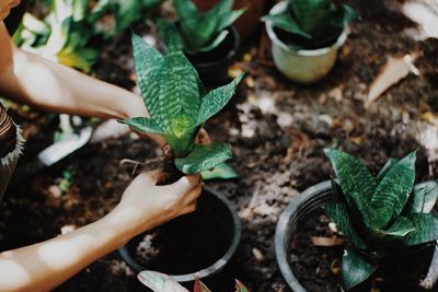 High angle view of small potted plant leaves on field