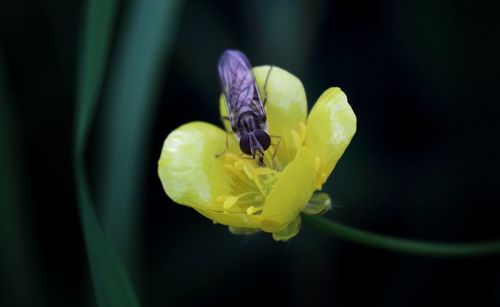 Close-up of butterfly pollinating on yellow flower