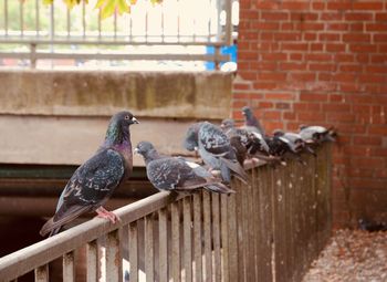 Pigeons perching on railing