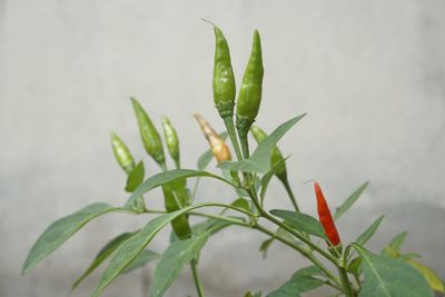 Close-up of chili plant growing outdoors