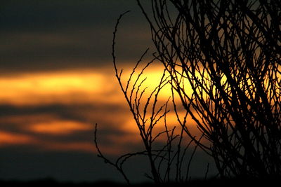 Silhouette tree against sky during sunset
