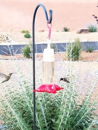Close-up of red flower