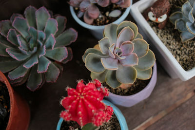 High angle view of potted plants on table